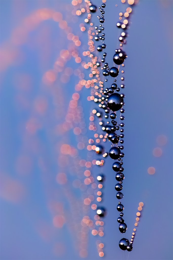 Investing in Black Pearls & Market Trends Reveals Growth Opportunities